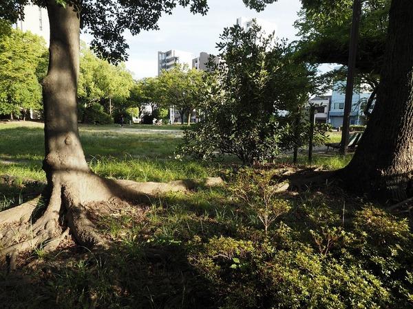 公園