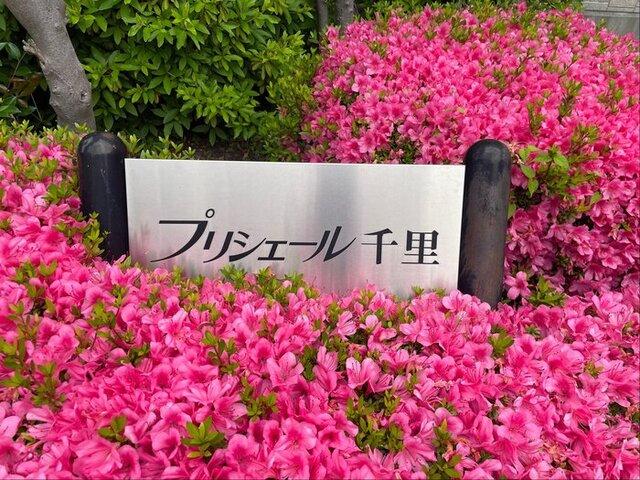 プリシェール千里（102） 物件画像