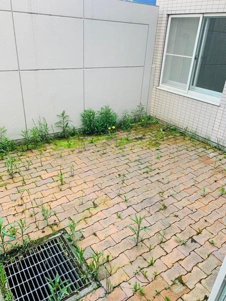 αＮＥＸＴ札幌第７（0102） 庭