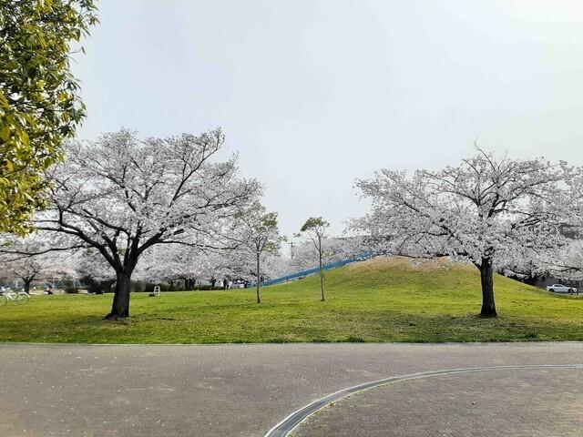 葵が丘公園：200m