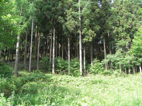  坂宇場字桃ノ木平