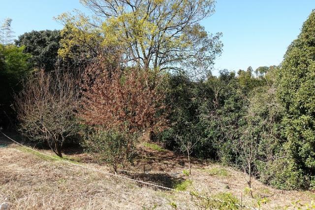 大山町土地 土地