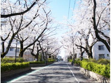 前面道路の桜並木
