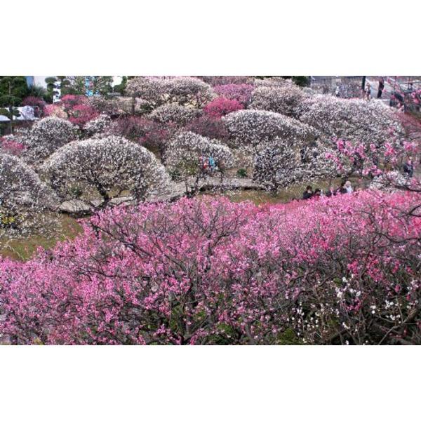 公園