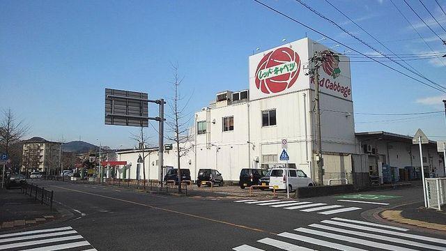レッドキャベツ：700m