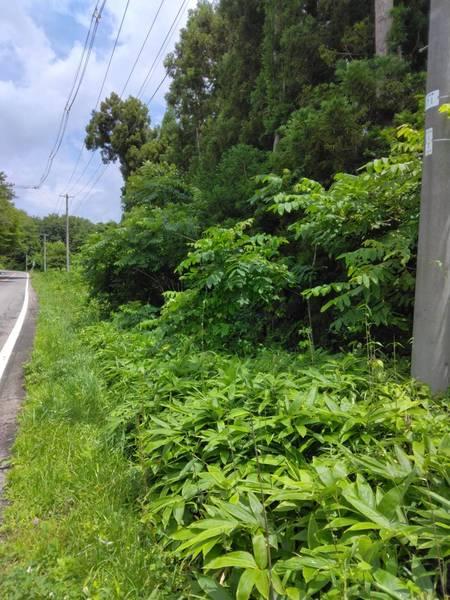 大玉馬場平土地 土地
