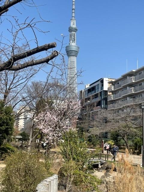 カンファ・ツリー（604） 物件画像