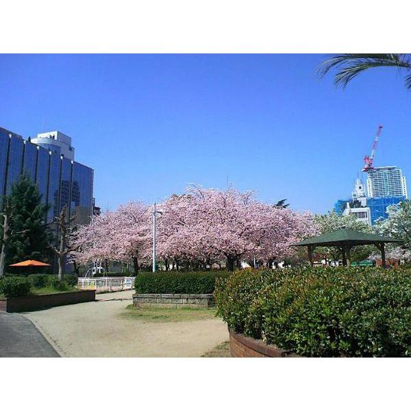 中大江公園：159m