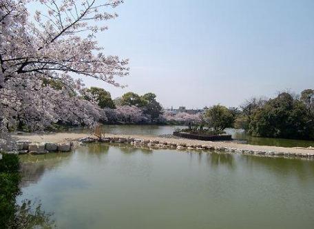 万代池公園：718m