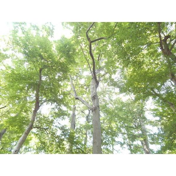 滄浪泉園緑地:745m