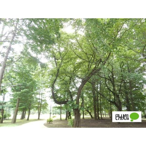 梶野公園:1048m