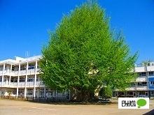 私立東星学園小学校：430m