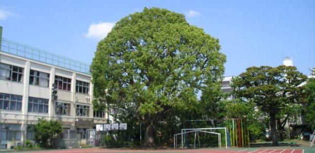 小学校