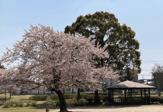 柴崎台中央公園：330m