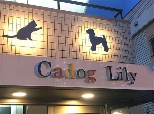 Ｃａｄｏｇ　Ｌｉｌｙ（303） その他