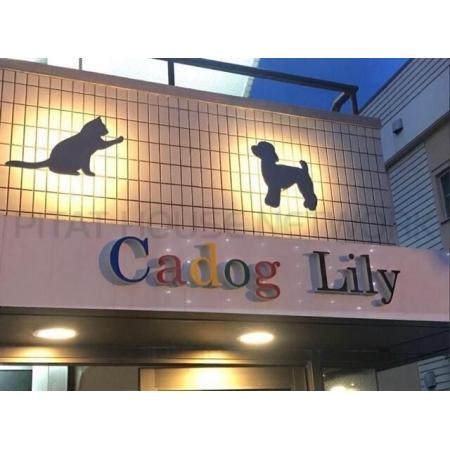 Cadog Lily