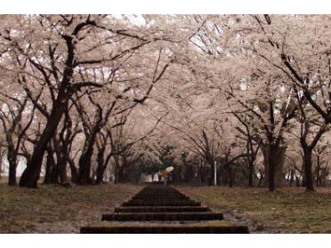 桜林公園の桜はお見事です。