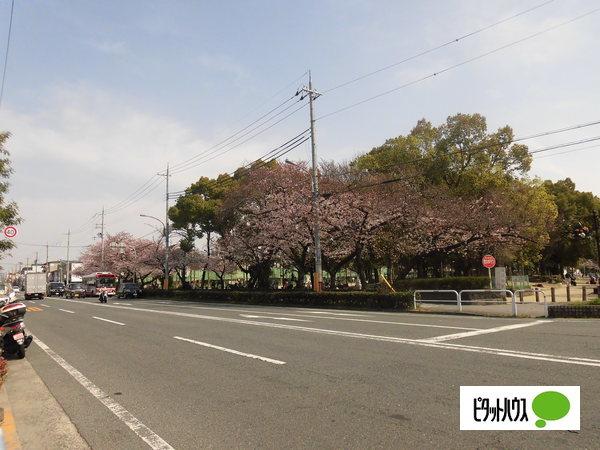 大枝公園：771m