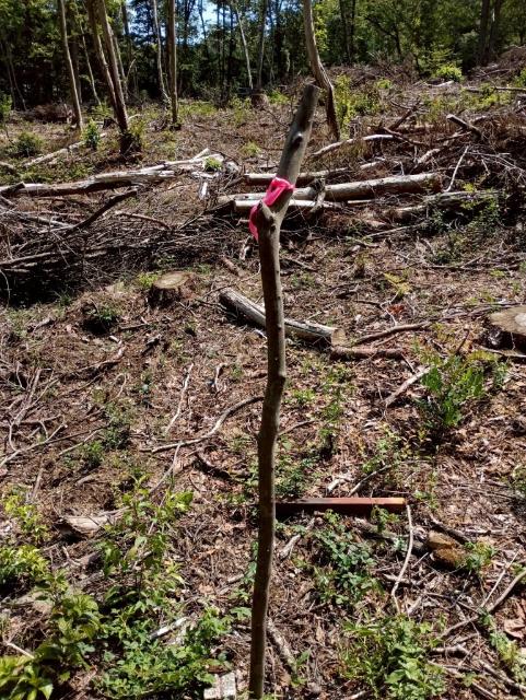 下伊那郡高森町山吹土地 土地画像