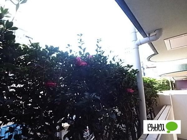 神戸市灘区岩屋中町マンション 眺望