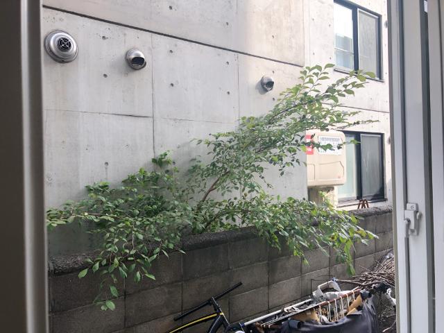 ルピナス美園（102） その他