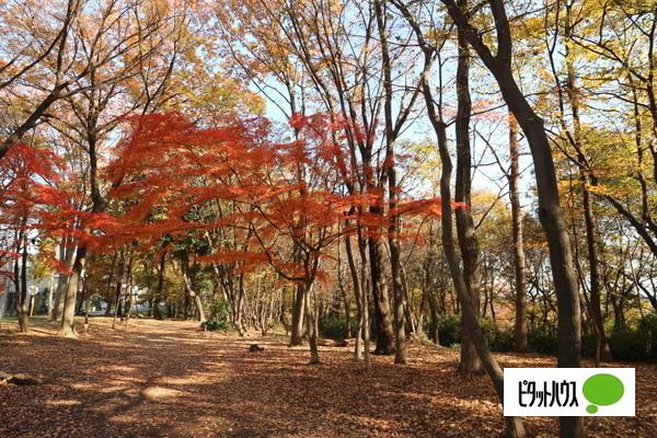 日野緑地：671m