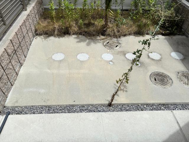 オリーブ その他