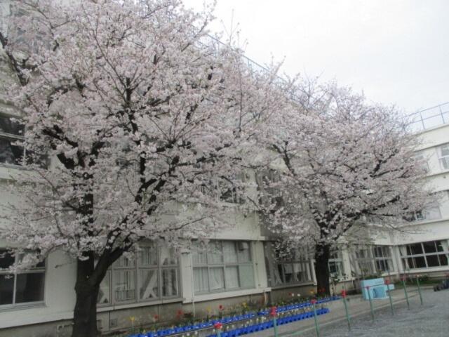 大田区立東蒲小学校：622m