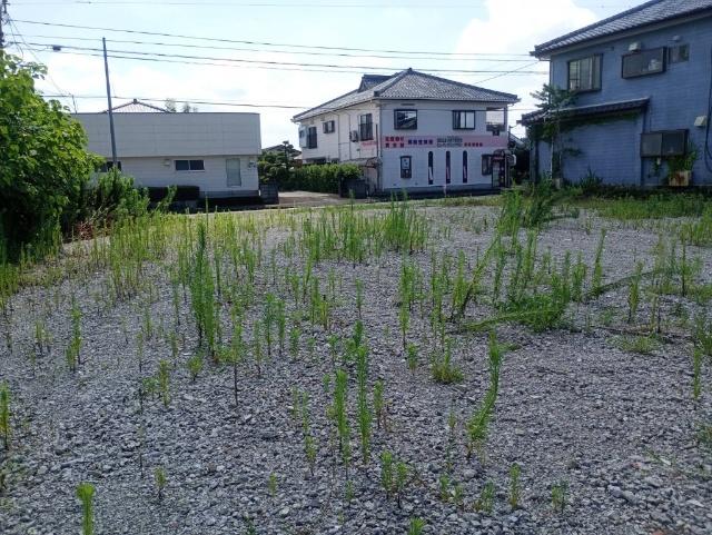 1854 土地