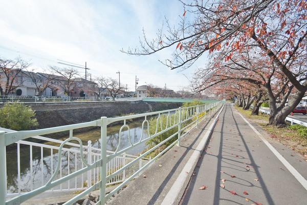 桜並木