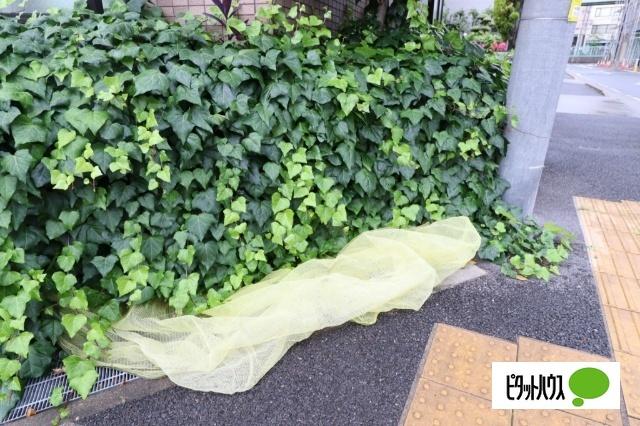 メゾン ド エリシオン（302） 物件画像