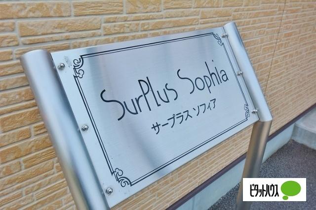 Surplus　Sophia その他