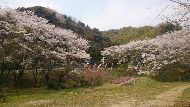 川上ダム公園：1100m