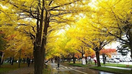 北海道大学医学部保健学科：119m