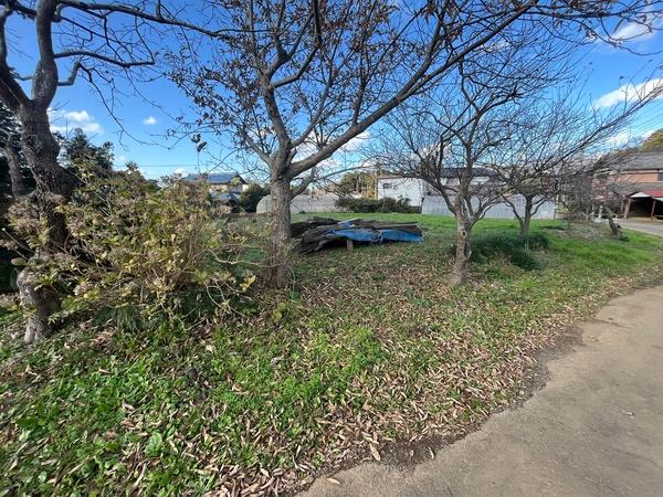 道路に沿って木が何本かあります