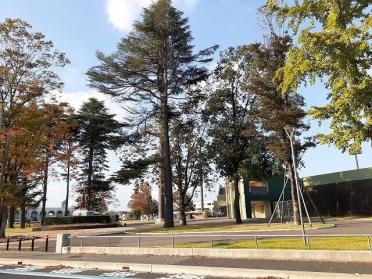 栃木県総合運動公園：450m