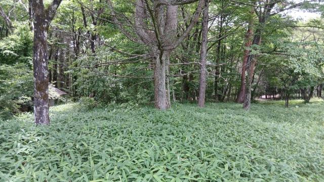 北杜市小淵沢町上笹尾事業用地 土地画像