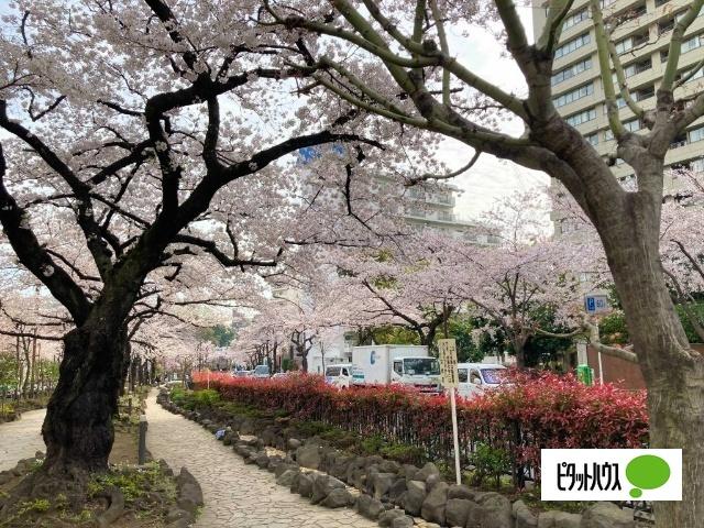 播磨坂さくら並木：1490m