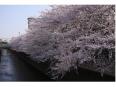 春は神田川で桜見