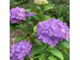 2万株もの紫陽花が咲き誇っています。