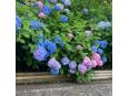 色とりどりの紫陽花をバックに映え写真も撮れそうです