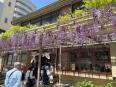 藤の花がきれいです！