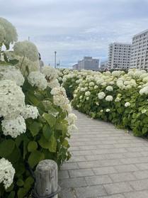 綺麗な紫陽花です！
