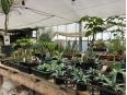 沢山の植物があります！
