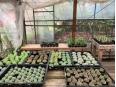 小さめの植物もございます！
