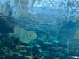 サンゴ礁水槽