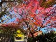 紅葉