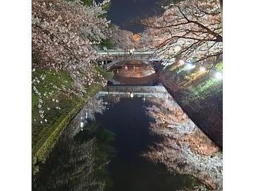 松川の水面に映る桜はとても幻想的でした。
