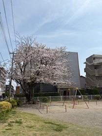 桜の舞う公園