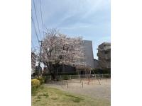 桜の舞う公園